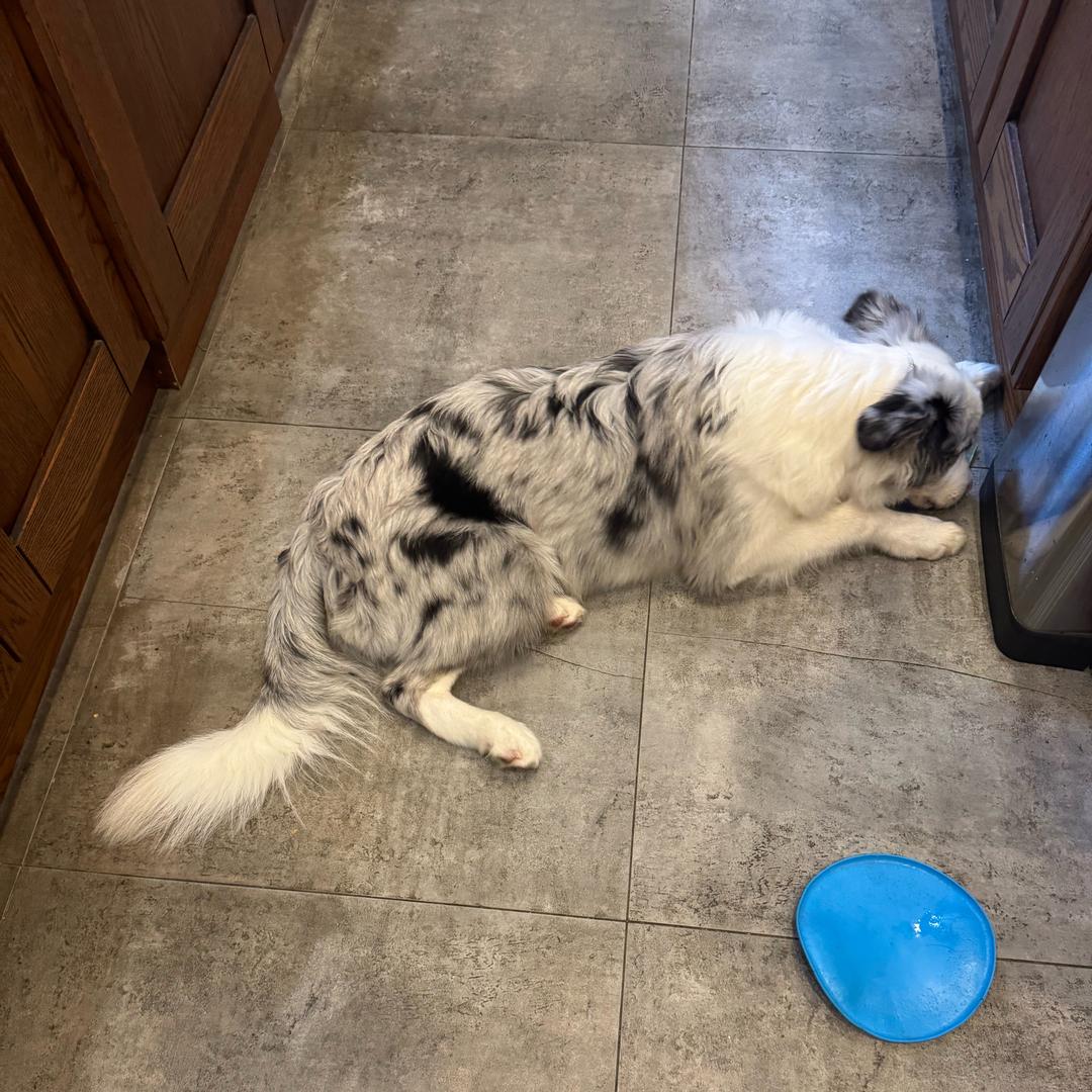 咖喱的撒欢日记