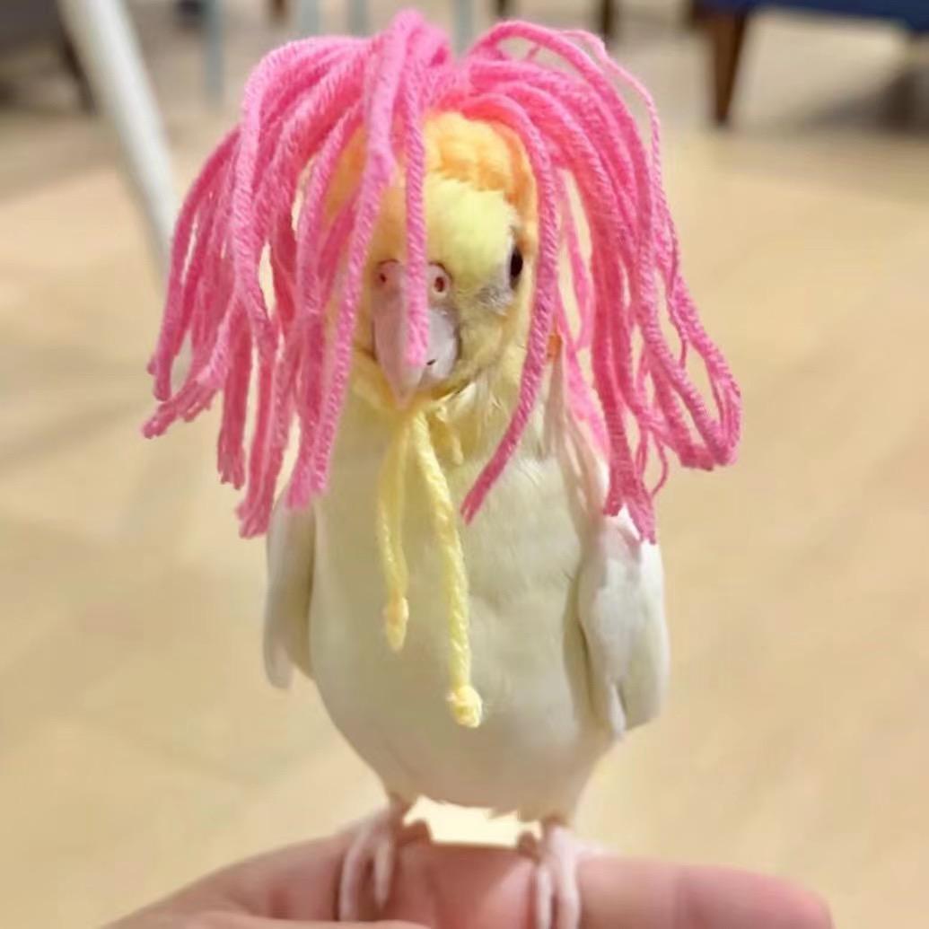 小鸟不挑食🐥