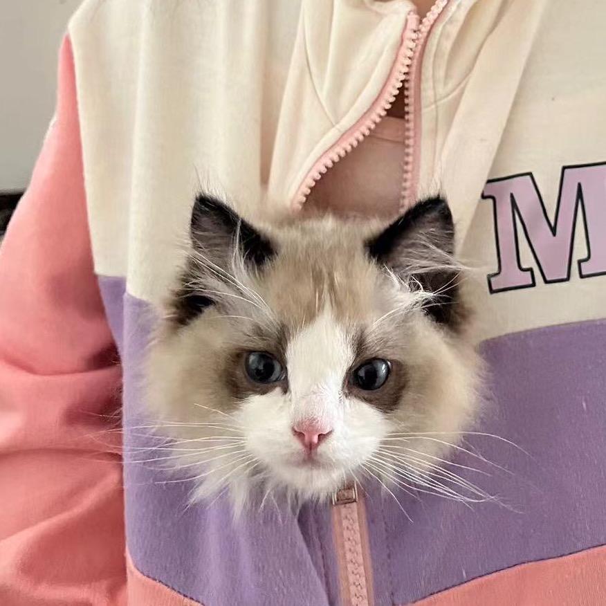 老东北（养猫铲屎官）
