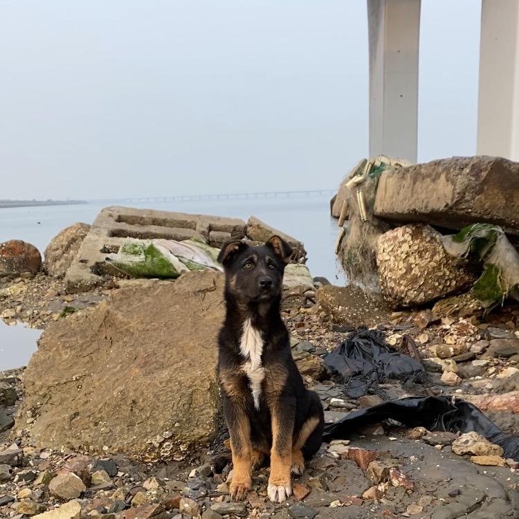小伟爱赶海