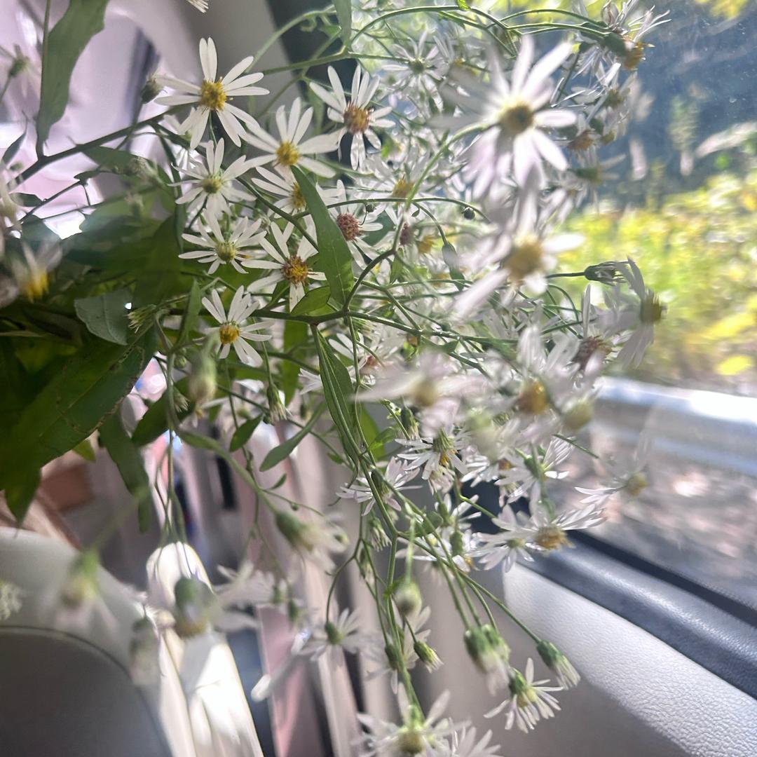 唐美玲（经投·盛世嘉苑）