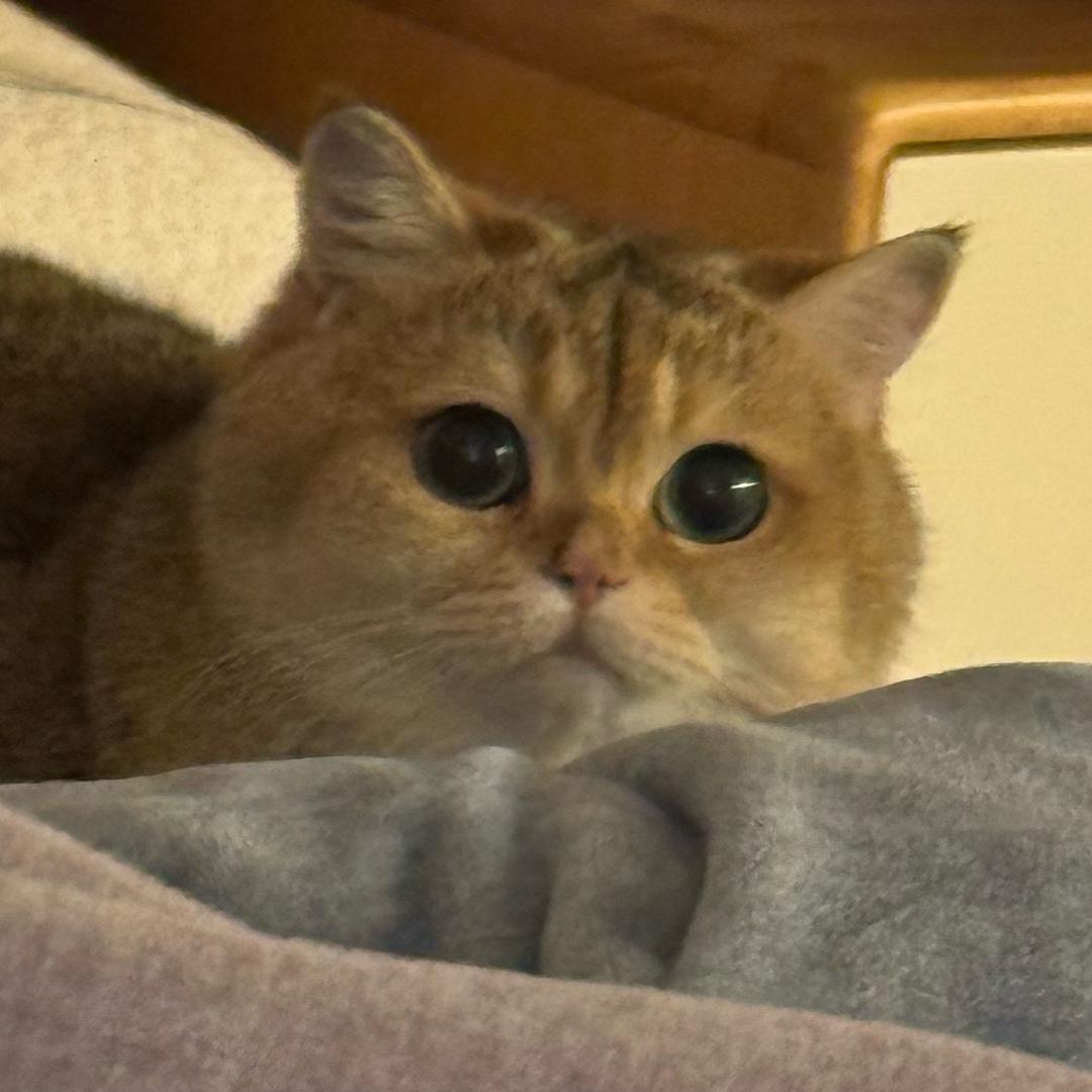 桃子