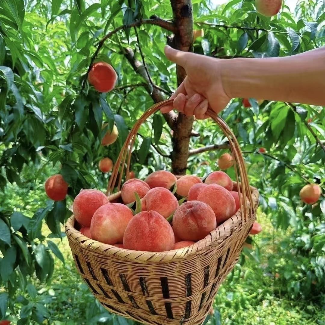 建春农业-云岭藏羌