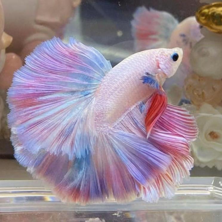 嘉嘉精选水族馆