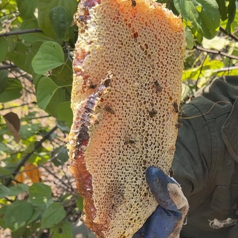 蜂蜜搬运工