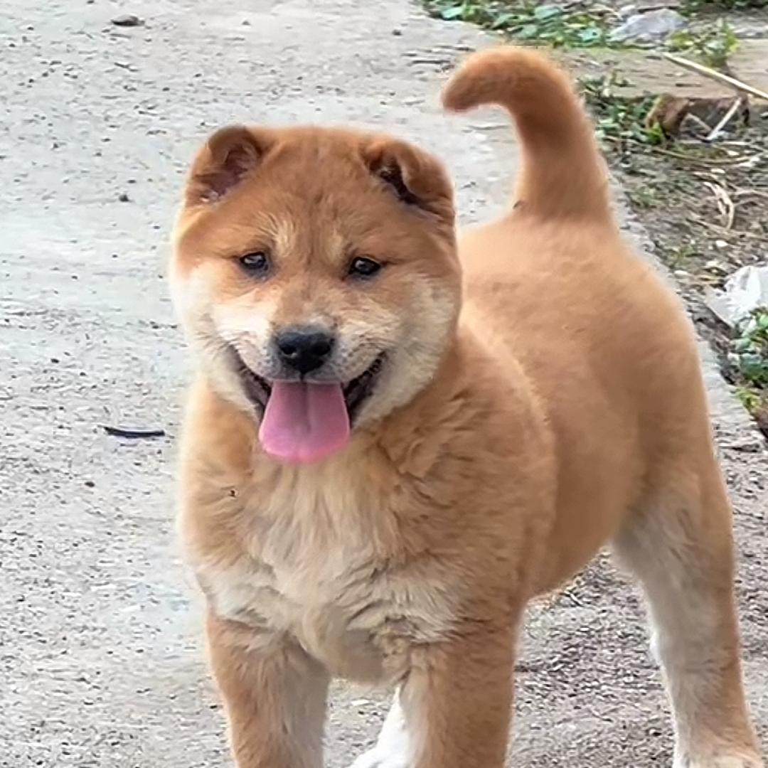 扬帆起航田园犬