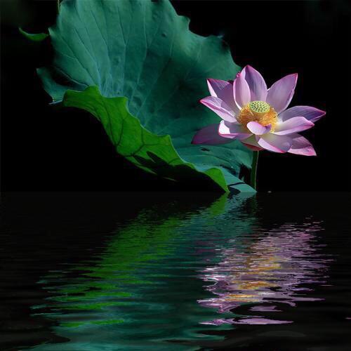 🍃✨佛前莲✨🍃