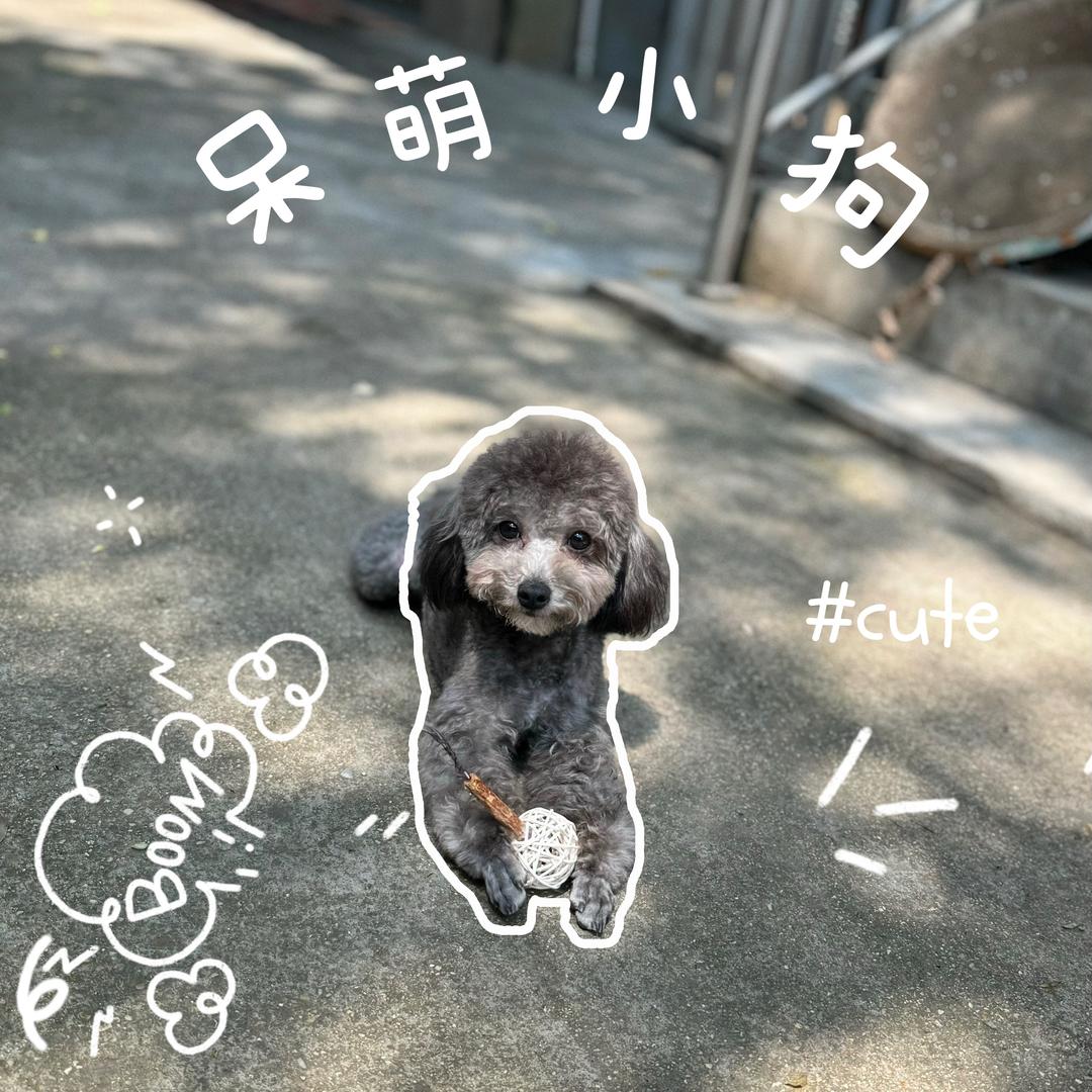 灰贵宾是六六吖（猫狗双全）
