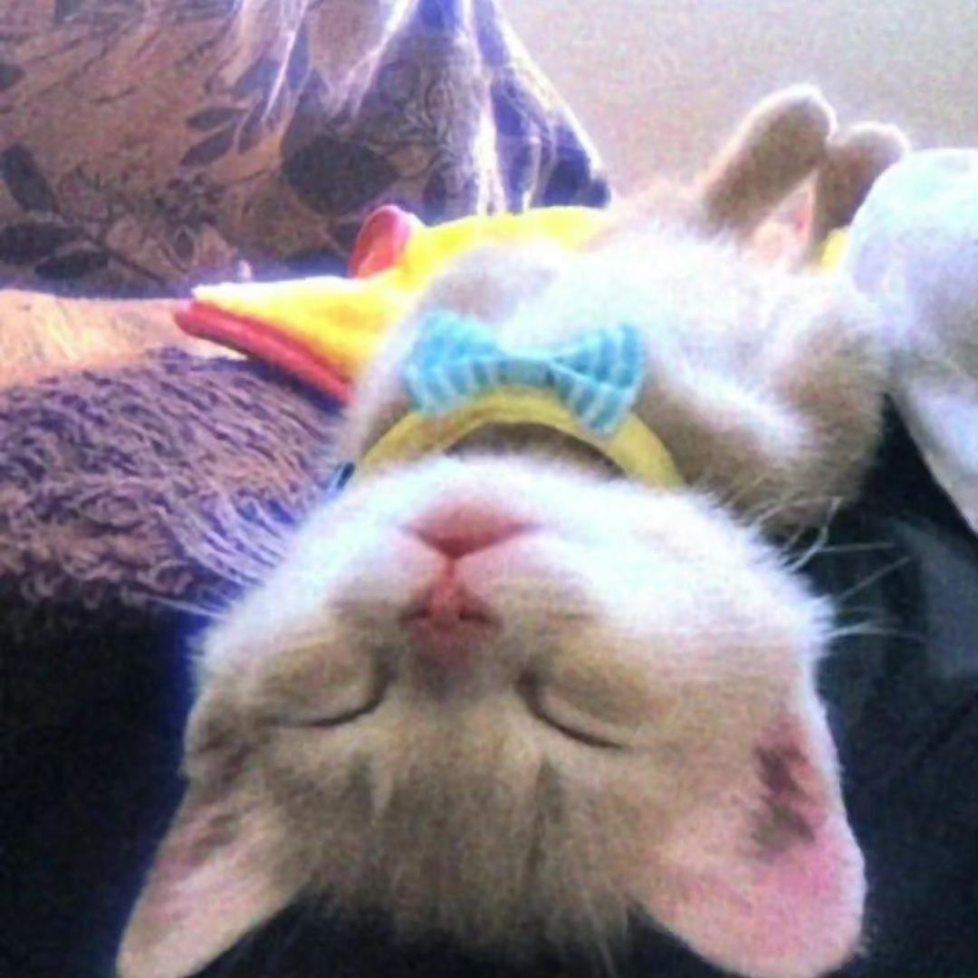图图不是兔兔🐰