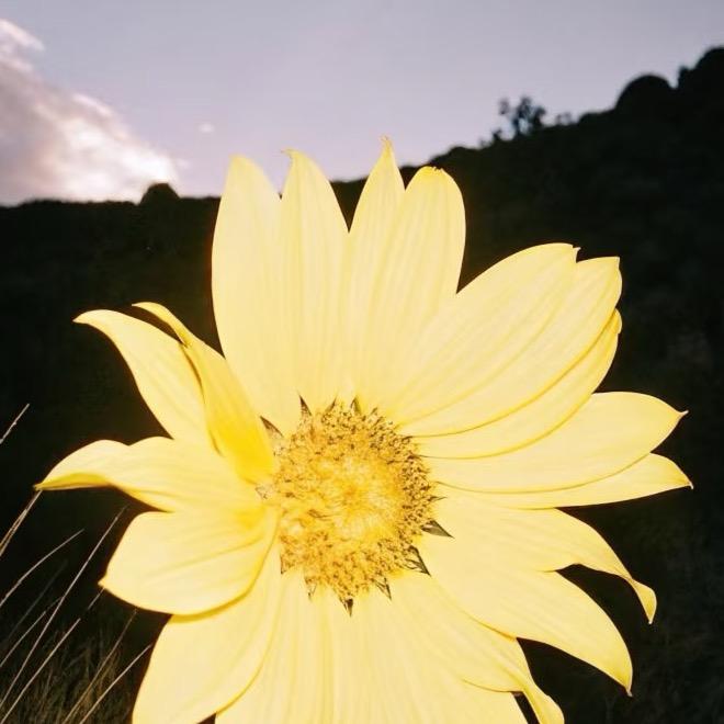 芯Dog
