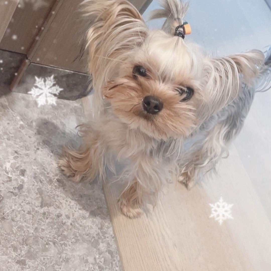 亚洲银王