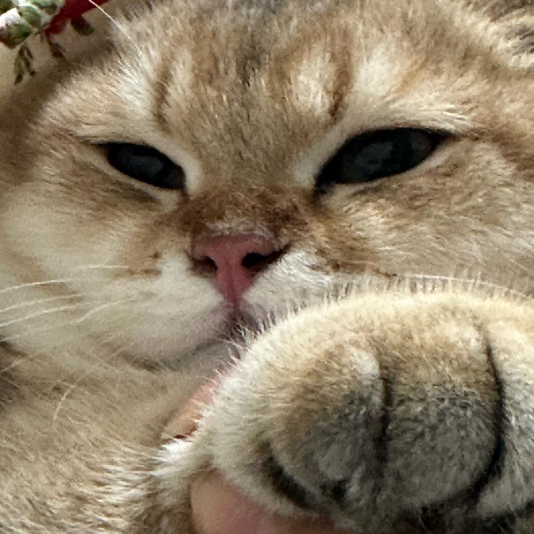 bibi珈一是小猫