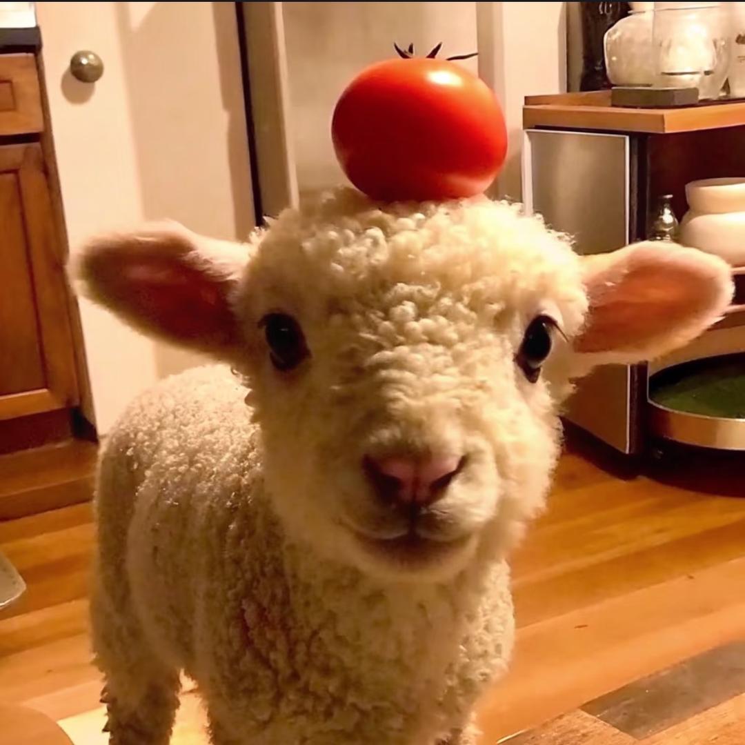 咩咩🐑