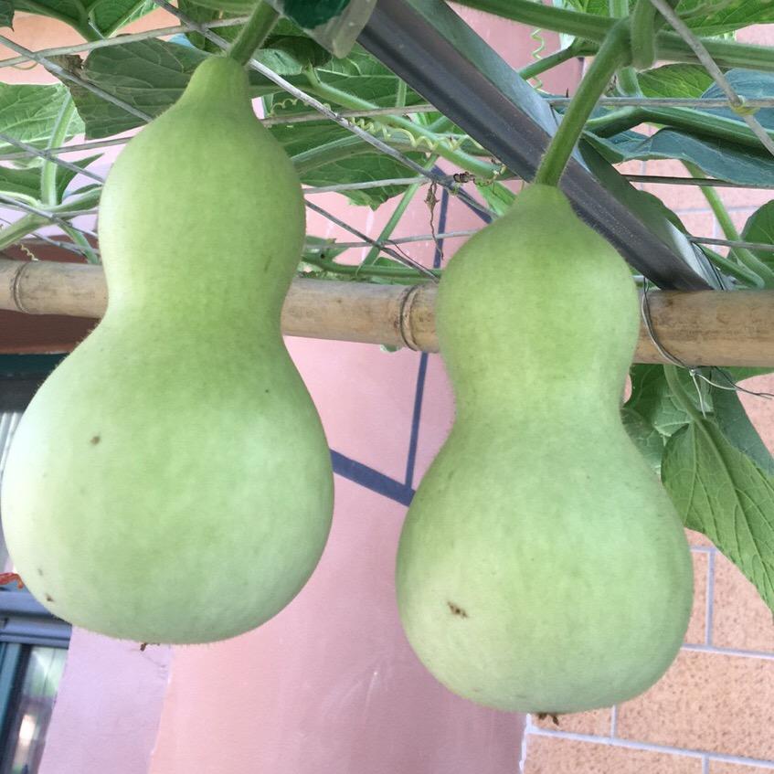 开芯百合