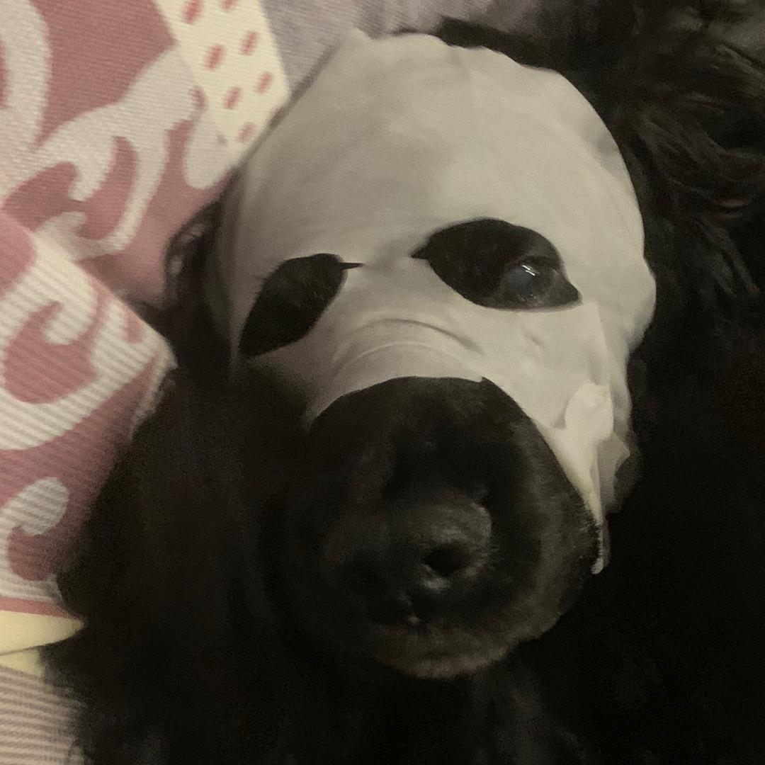 爱鹿哥