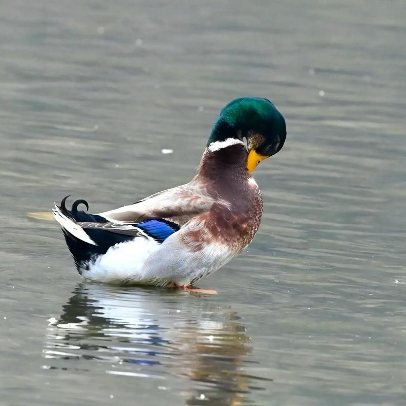 龙川清水鸭(龙船店)官方号