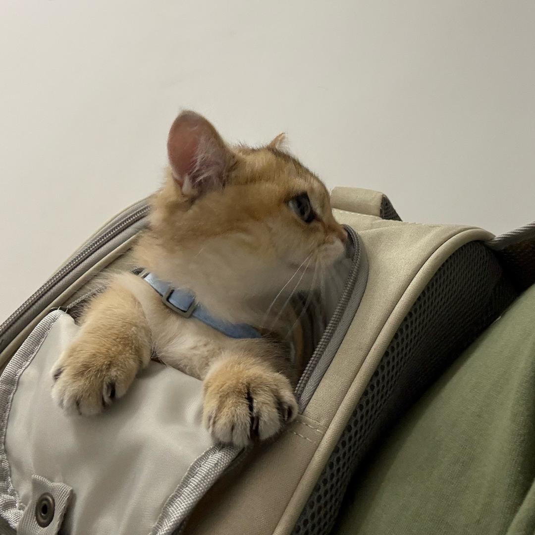 小铭学不会中医😶