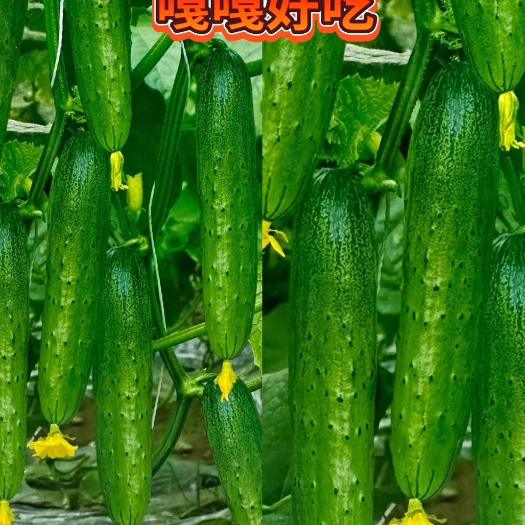小满种业