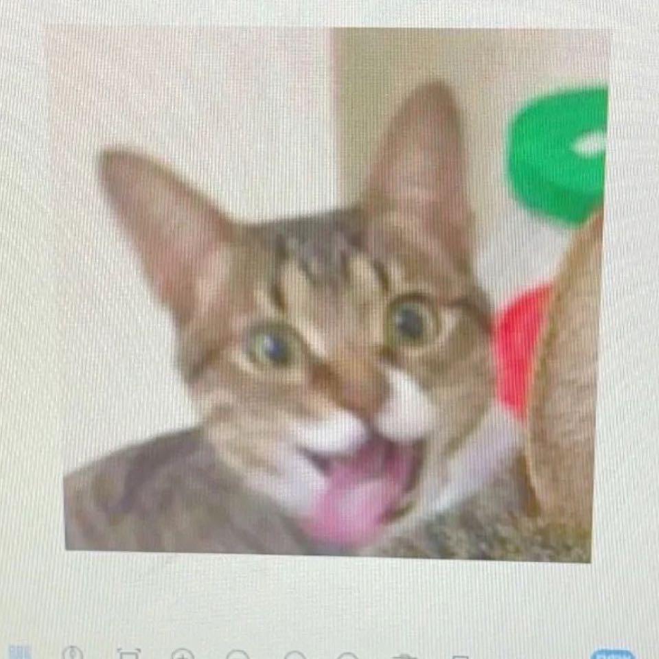 棠朝