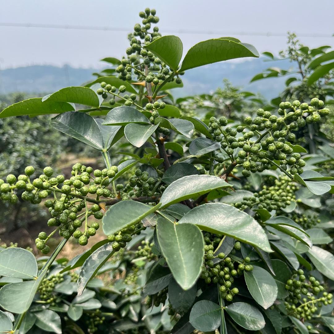 江津花椒小哥