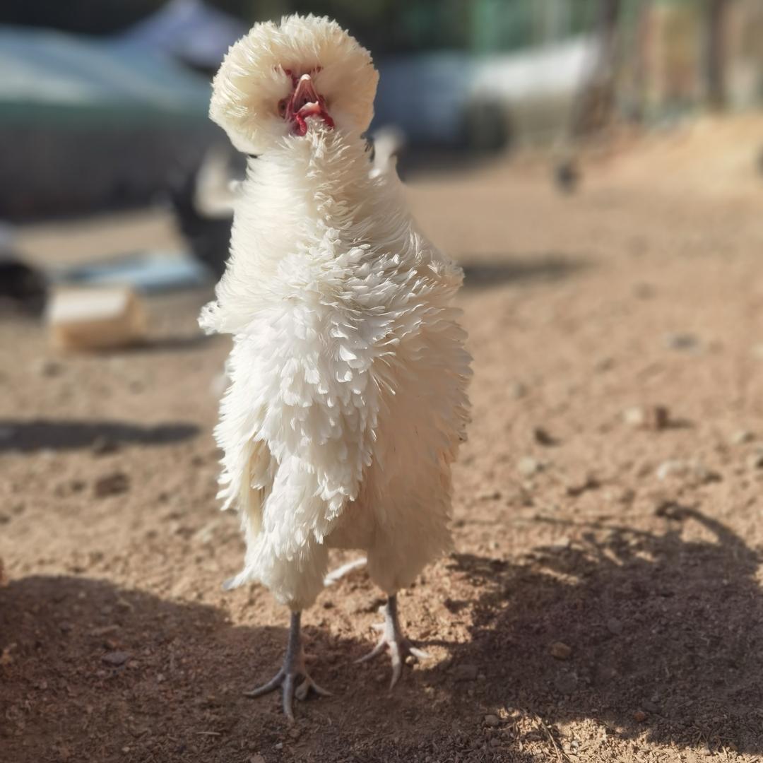 三明老余观赏鸡