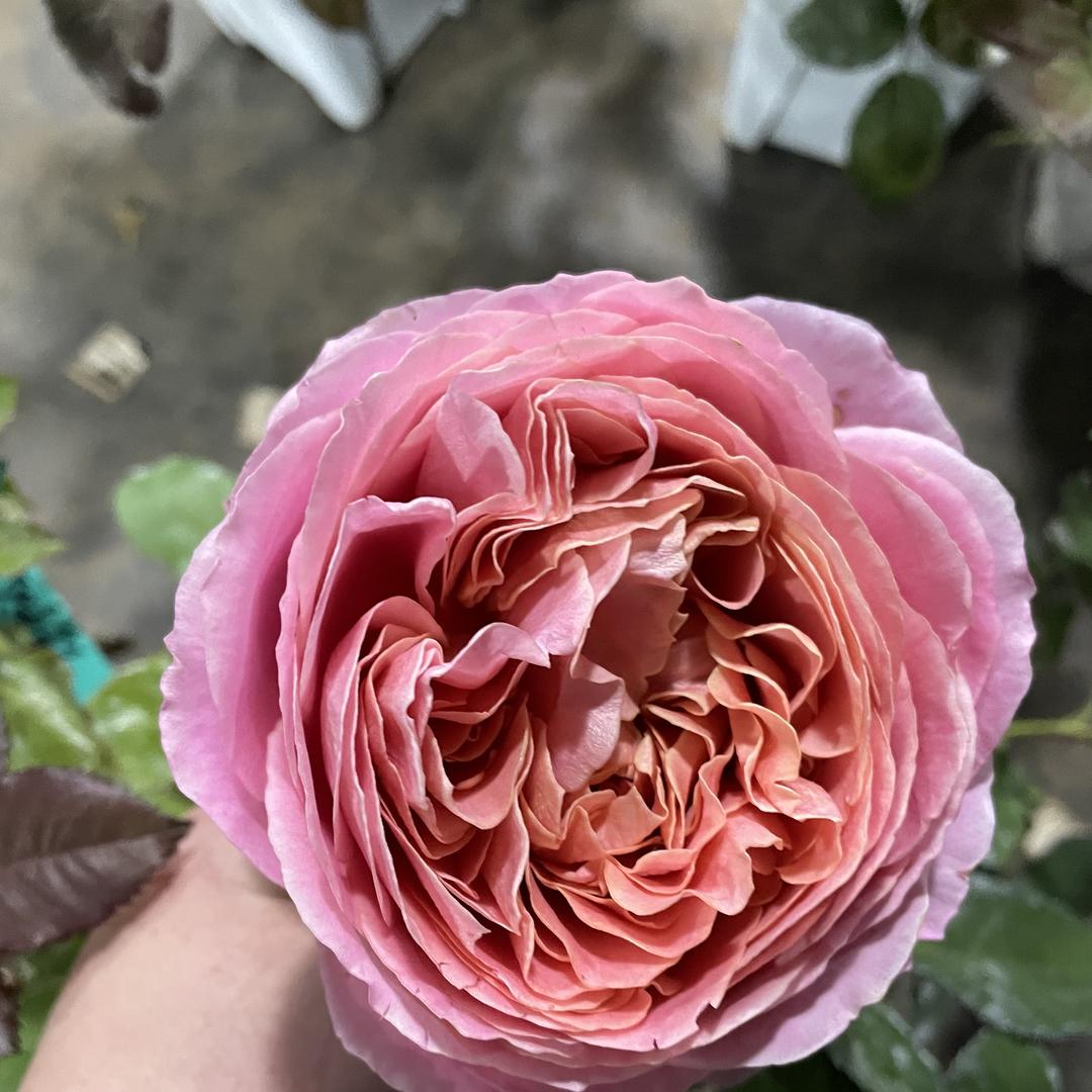 钧泽花艺坊