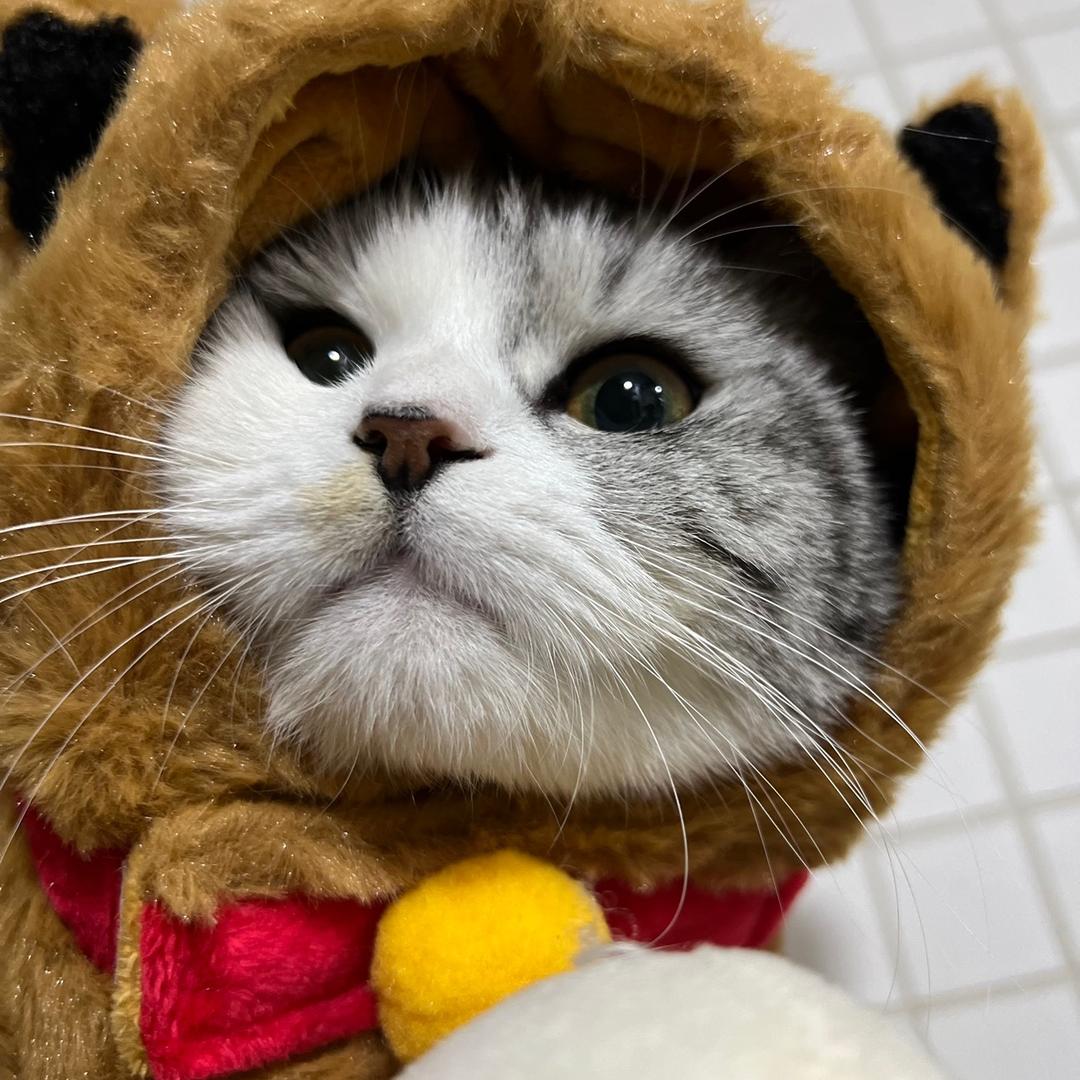 五五六六喵了个咪