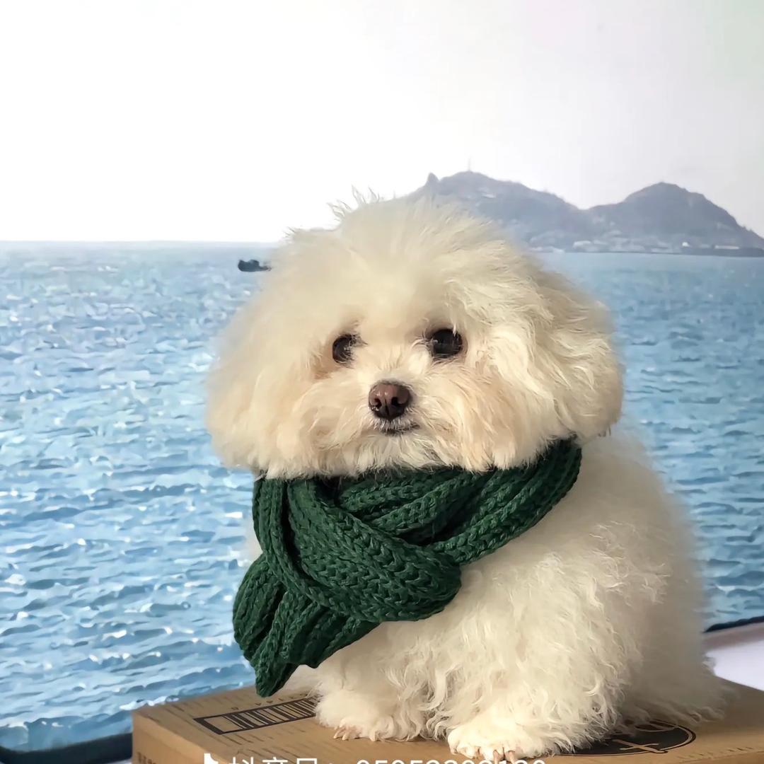 小修狗🐶