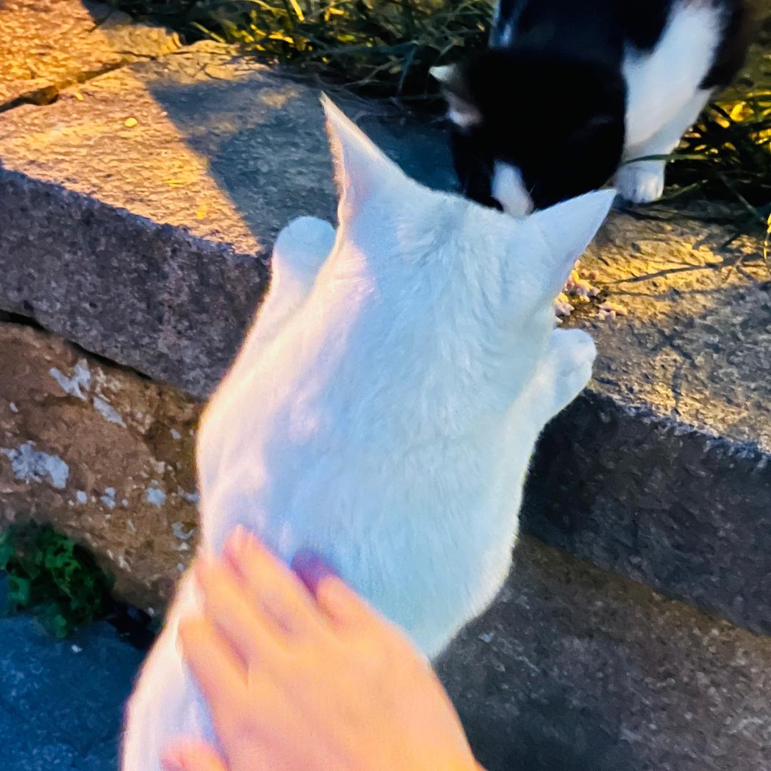 芳心纵火犯小高