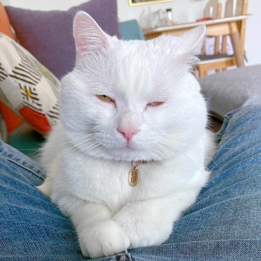 都给我吃香菜 🍃