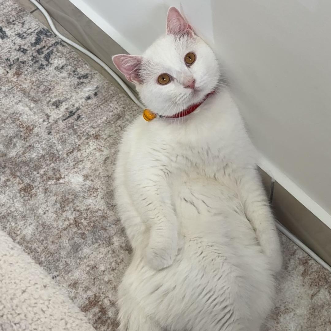 老良谁都不服，只服慧欣