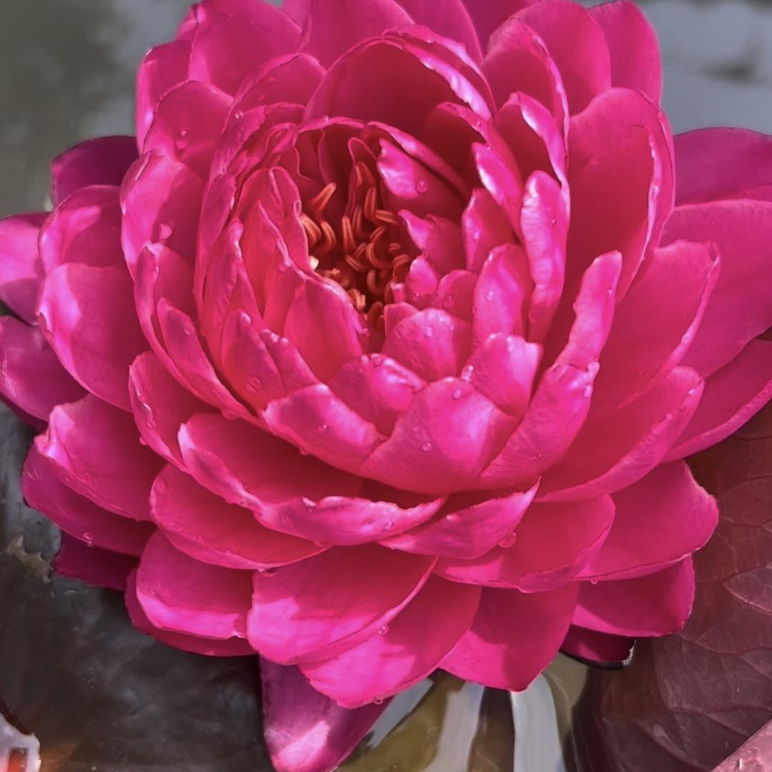 香香绿植花卉