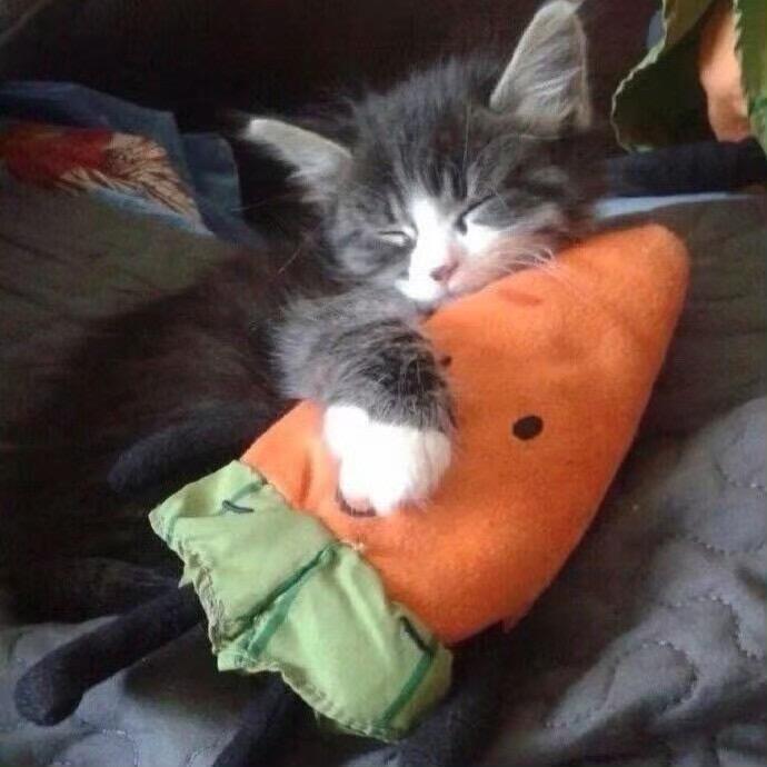 Solkatt