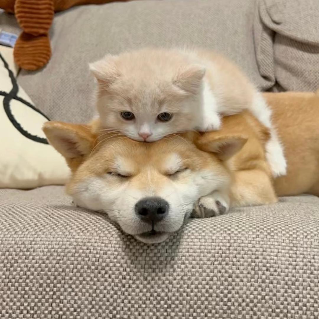 包子是只猫