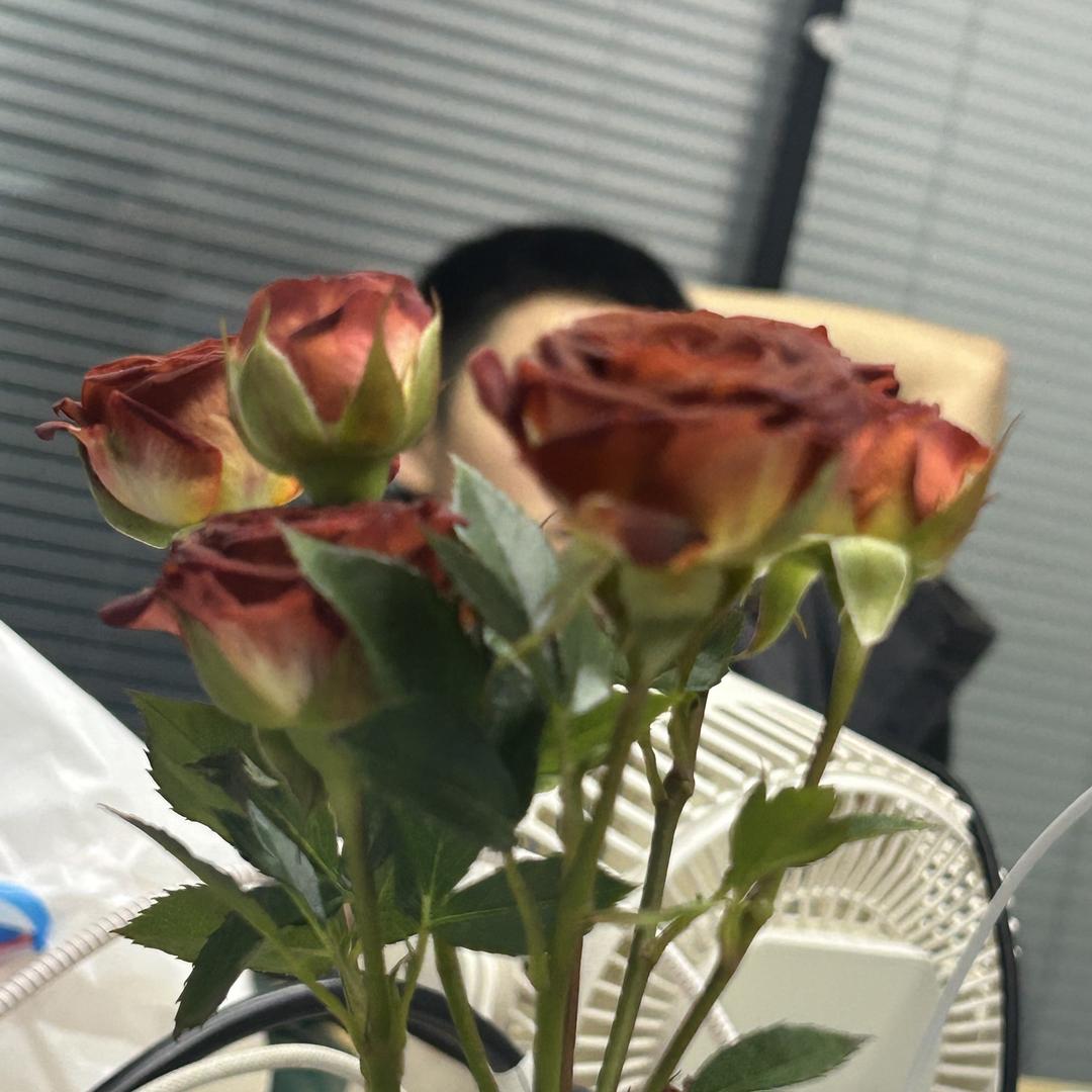 闫缎