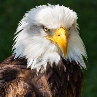 🇨🇳中國雄鹰