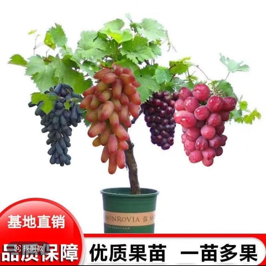 SMVP大溪果树苗木专卖店