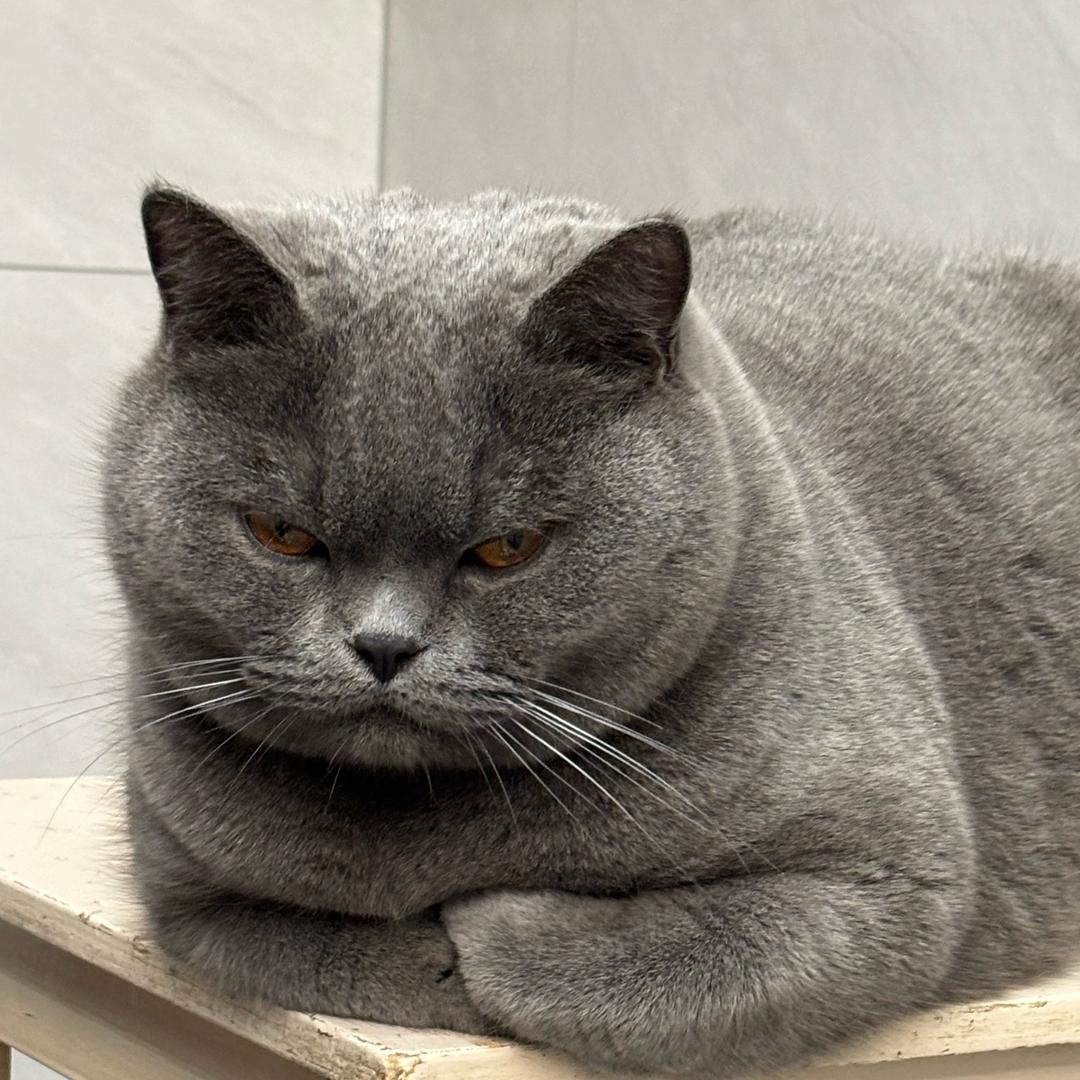 上班战神（受伤版