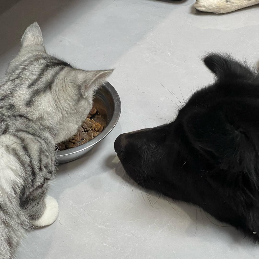 爱吃香菜的纯情大蟑螂