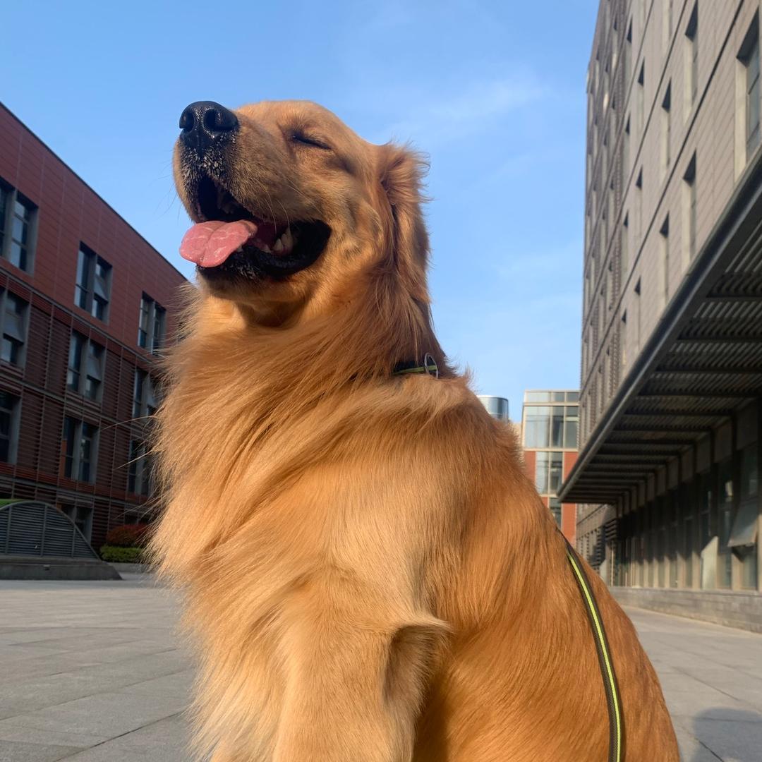 犬旺宠物食品旗舰店