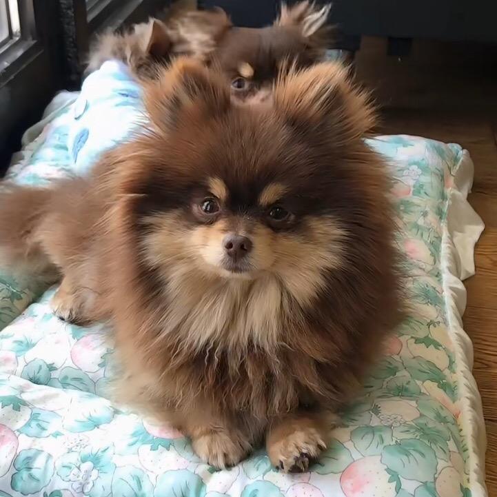 宇晖萌宠【宇哥】