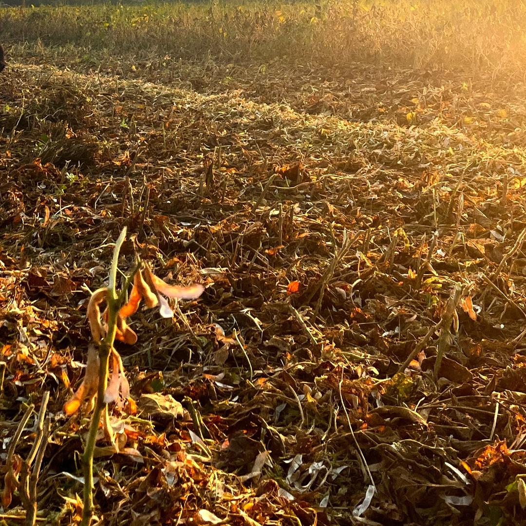 跟公婆在崇明种地的90后