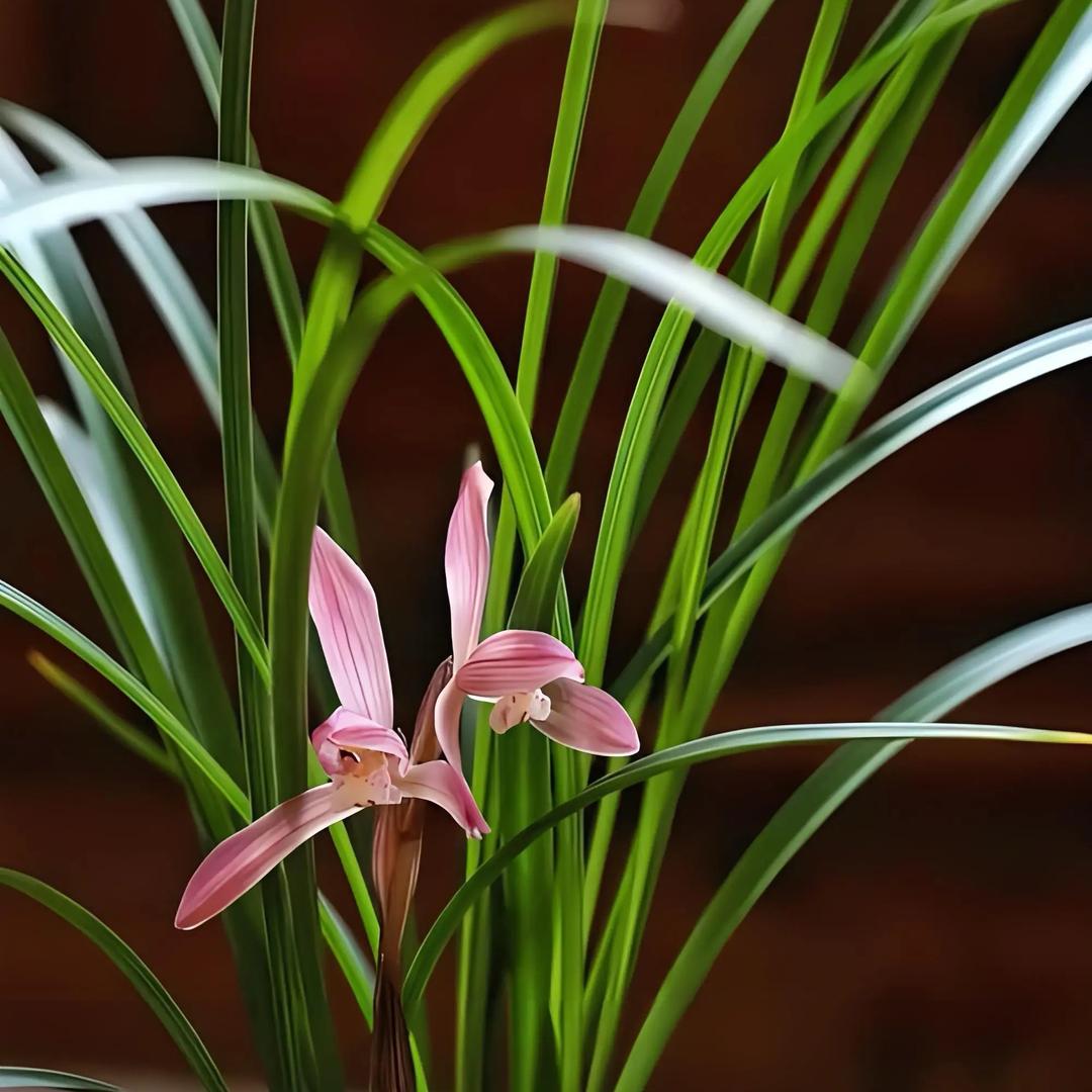 兰花草