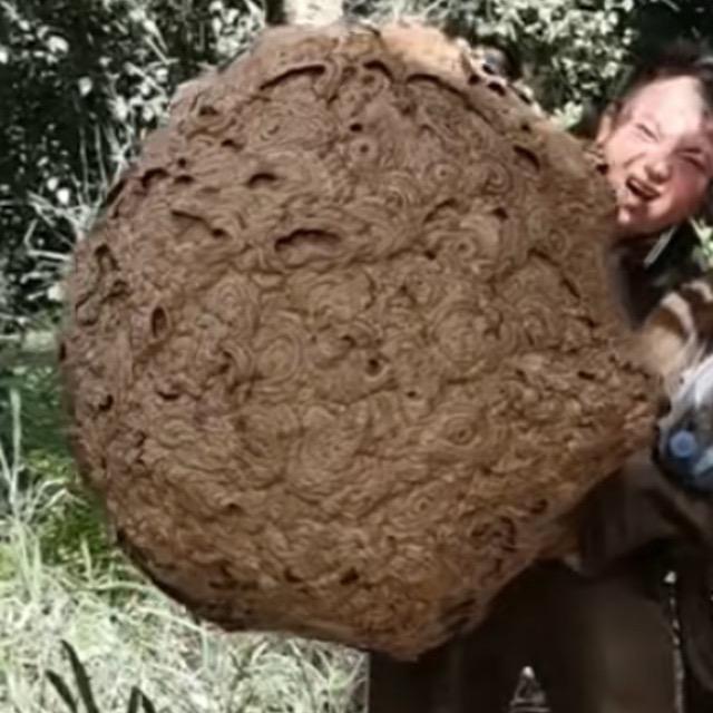 蘑菇头-找精品山货