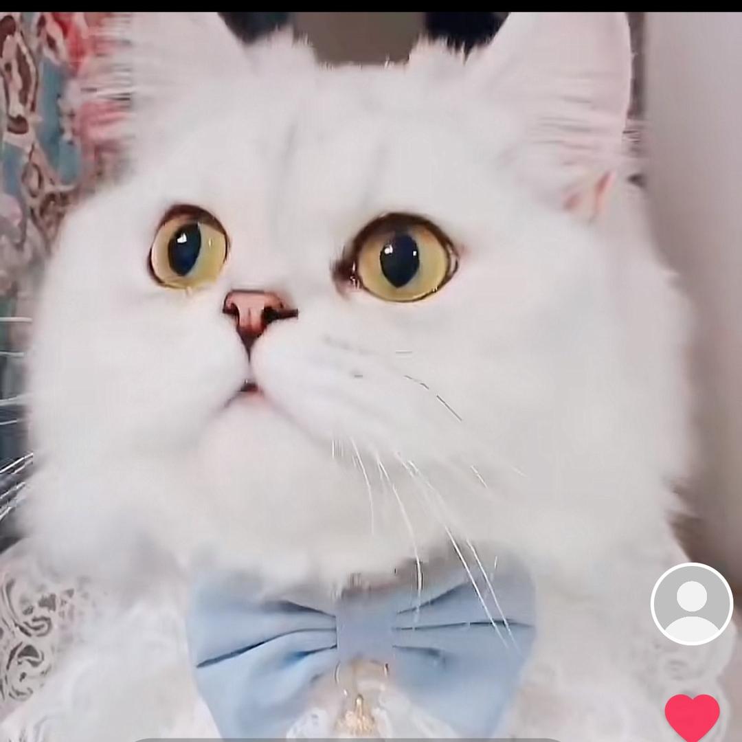 糯米是只猫呀