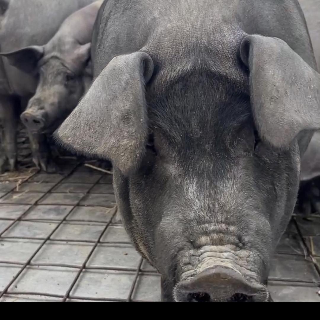 岫岩小高黑猪肉