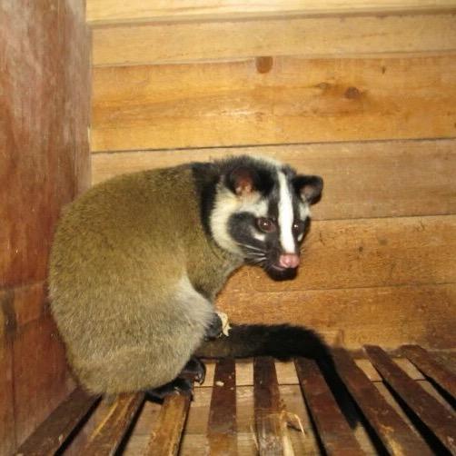 果子狸养殖基地