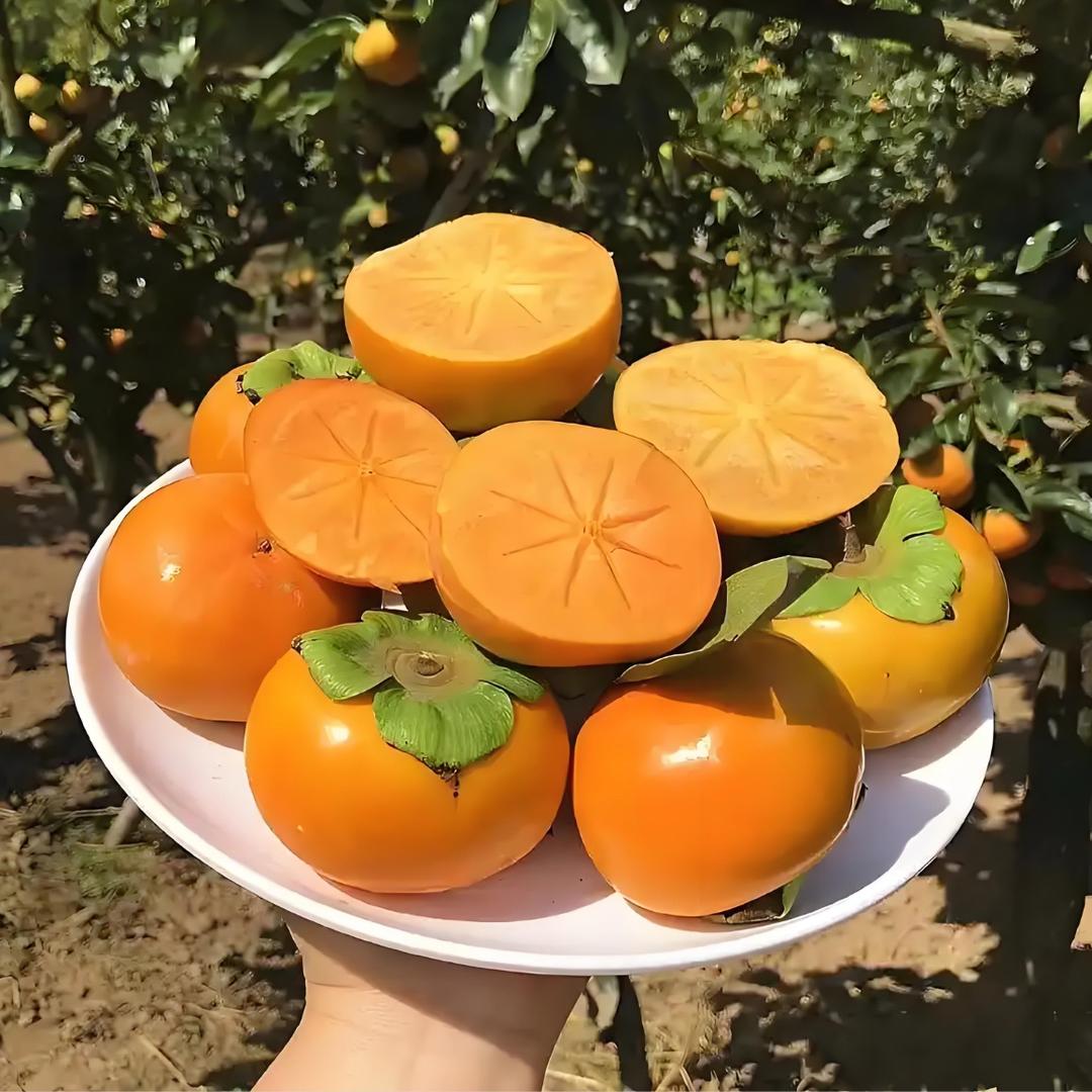 脆柿果园乐翻天