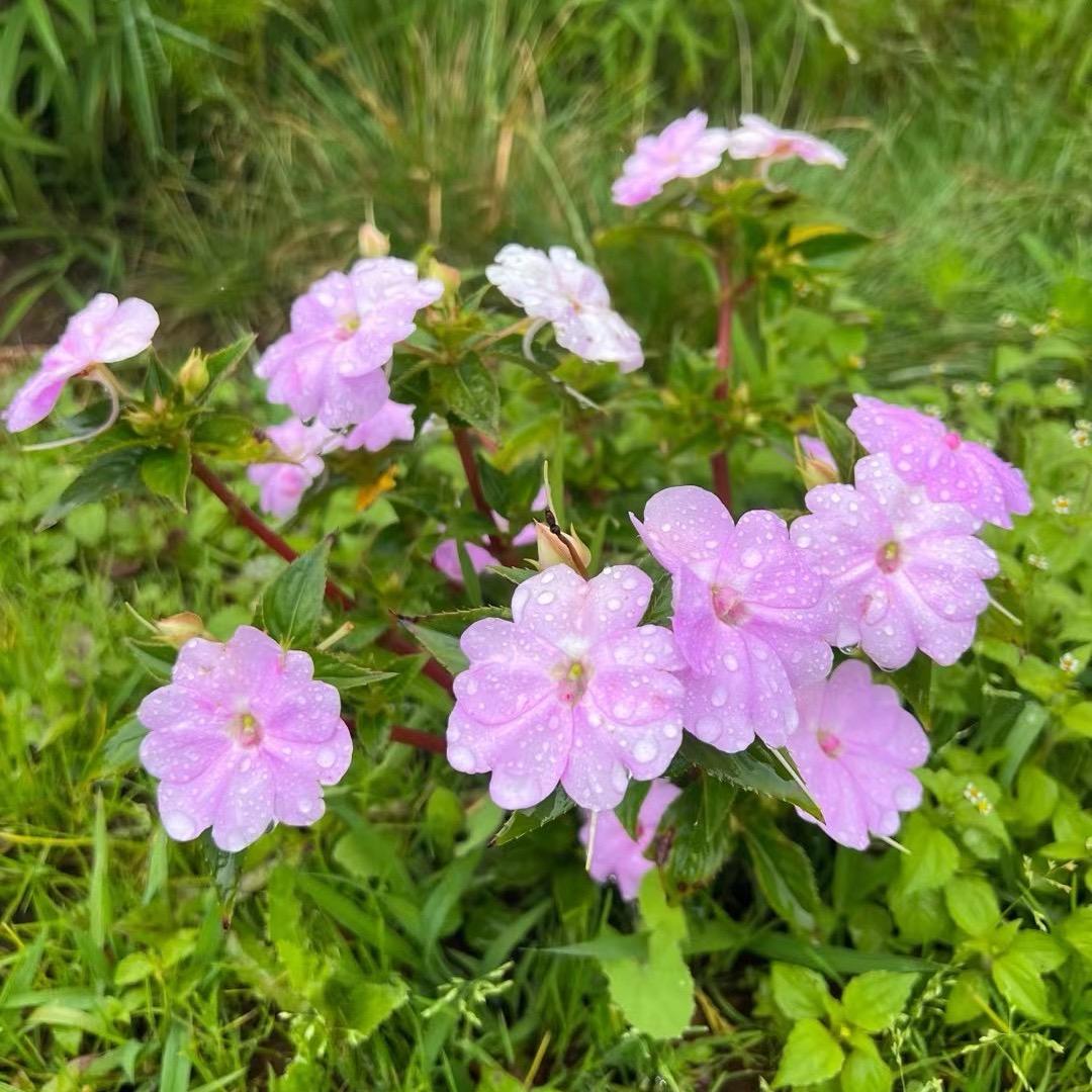 木妍