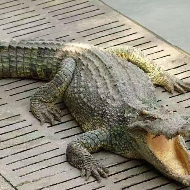 鳄鱼潭医疗器械旗舰店汉